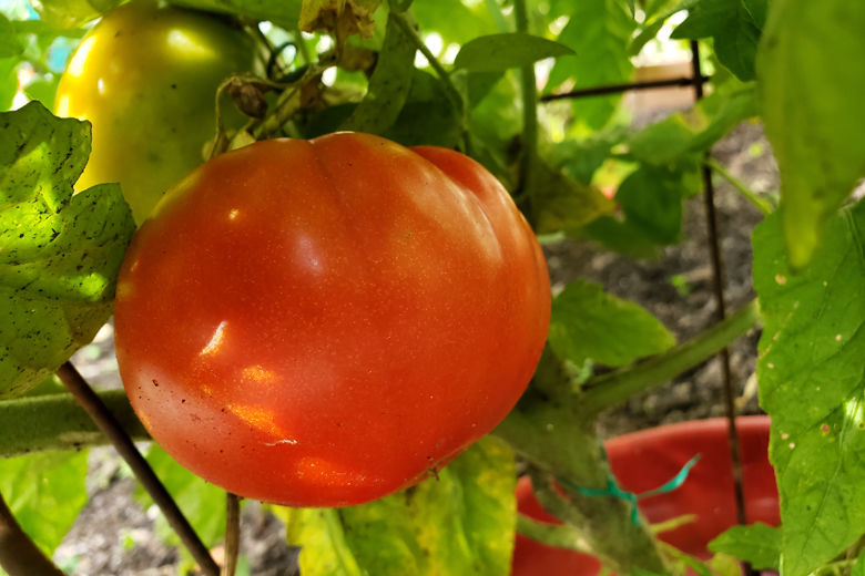 tomato on vine