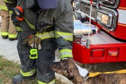 A dog was rescued from the flames and is expected to be OK but three cats died in the fire.
