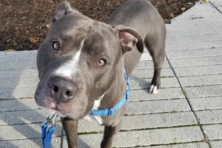 Ezekiel is a 2-year-old pup is is a sweet, gentle, good boy that loves to be near his favorite people.
