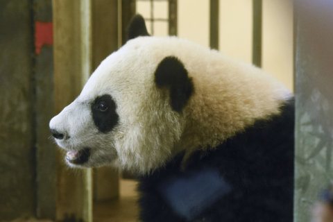 Bye bye Bei Bei: Giant panda moving to China in November