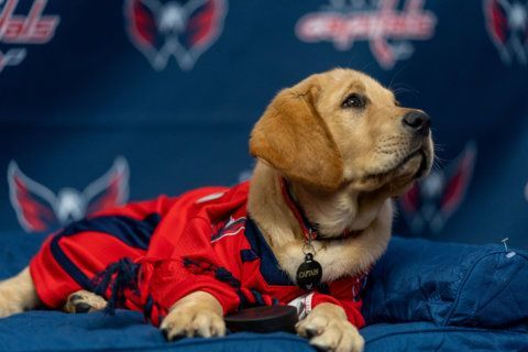 Meet the Washington Capitals’ service dog-in-training