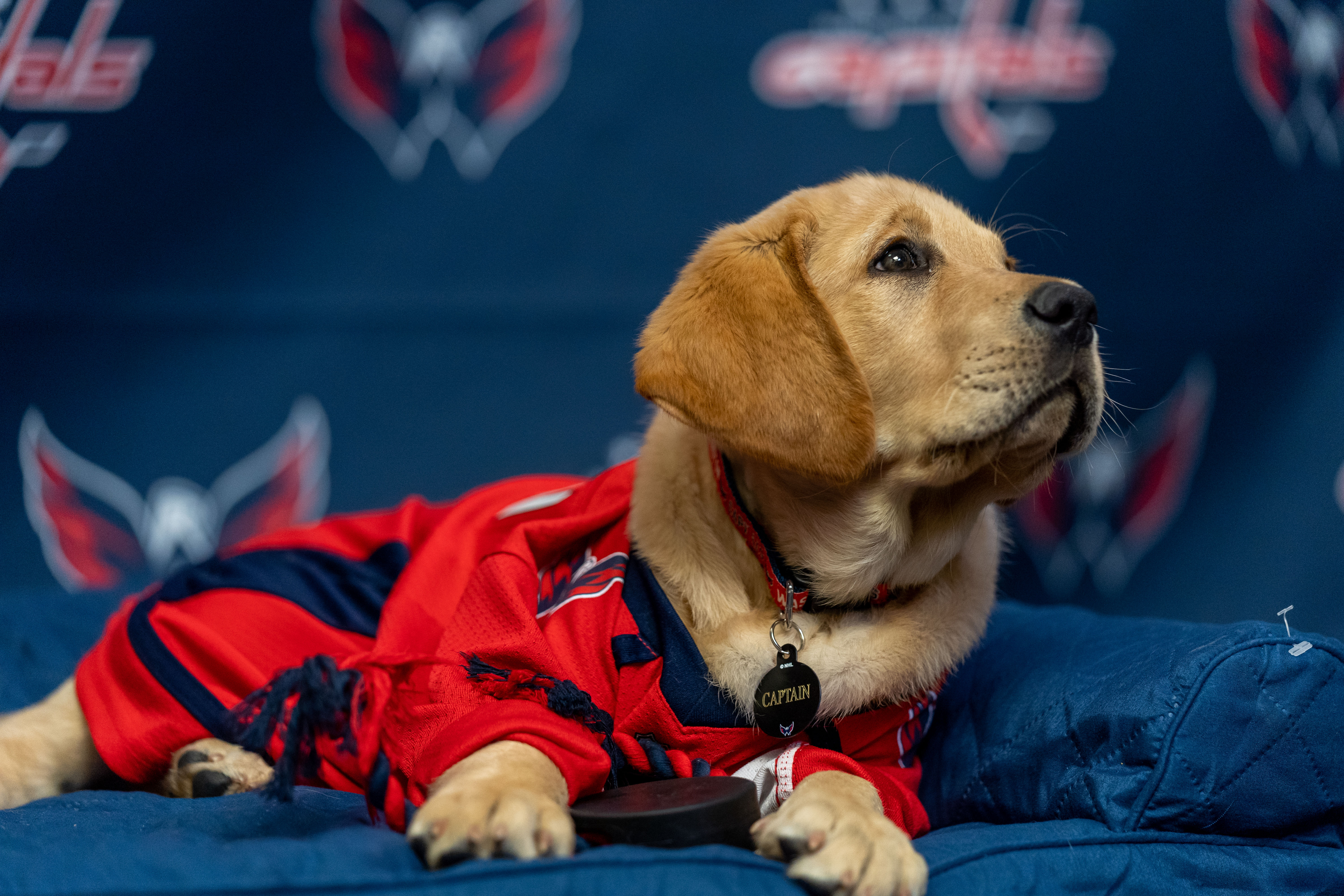 Washington Capitals Service Pup In-Training, Puppy Bowl