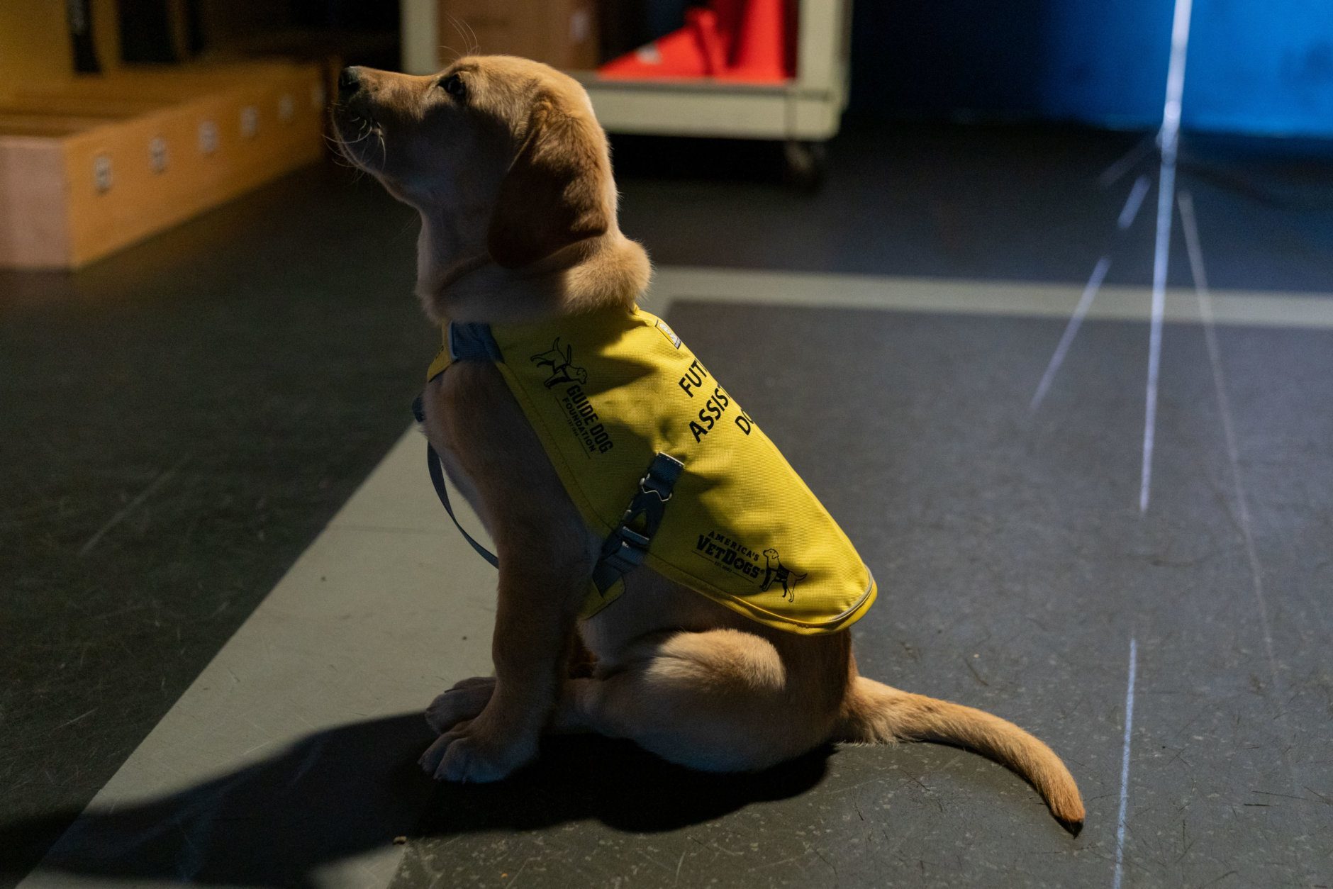 Meet the Washington Capitals' service dog-in-training - WTOP News