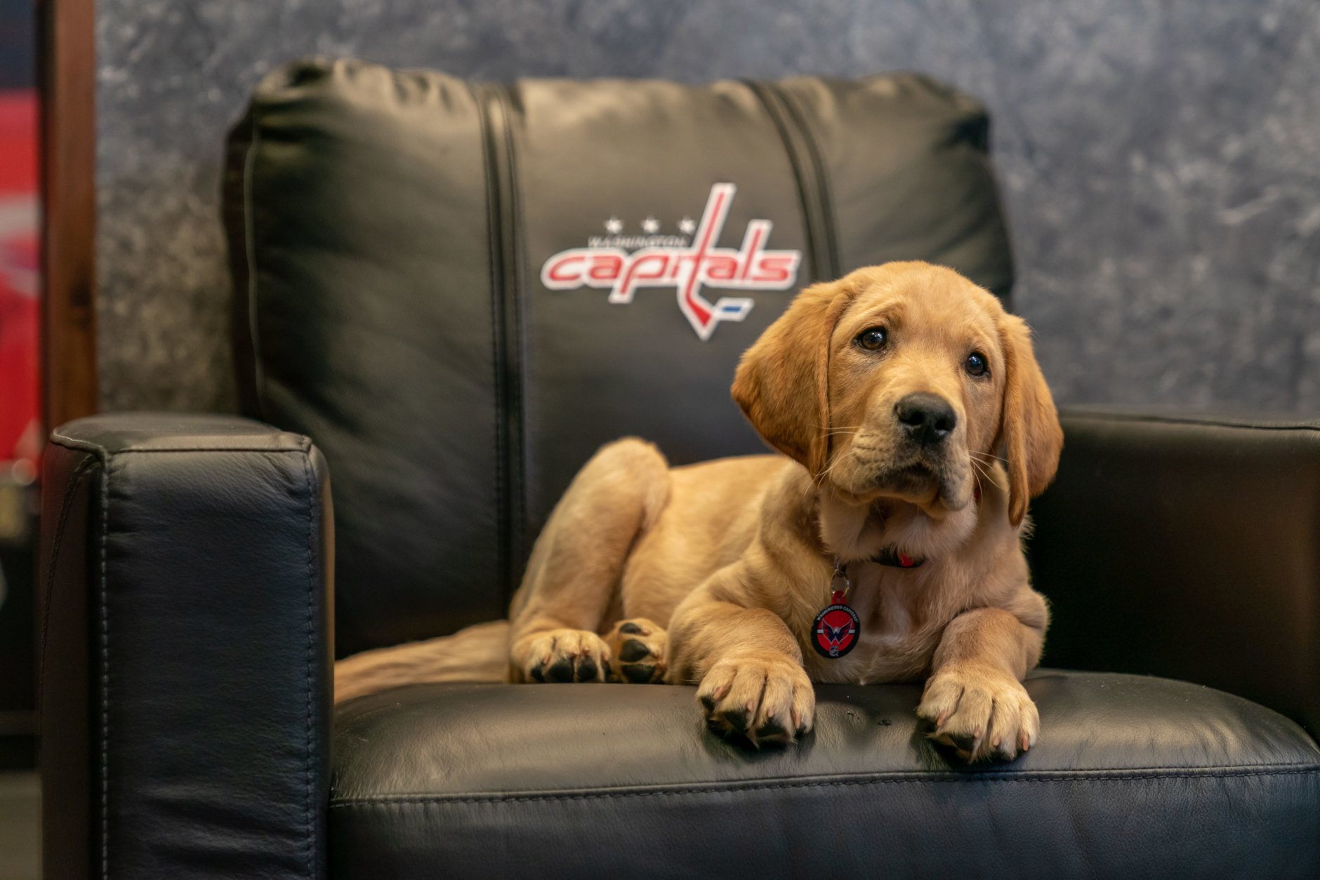 Hockey pup! Chocolate lab Biscuit is Capitals' new service dog in training