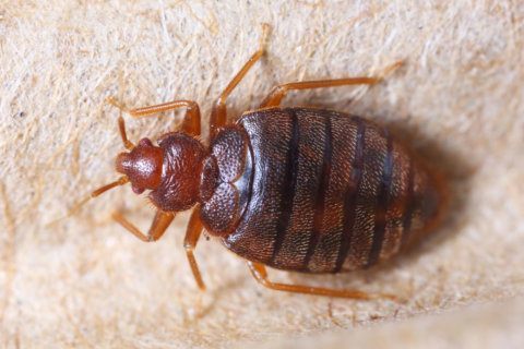 Bedbugs found in Prince George’s middle school