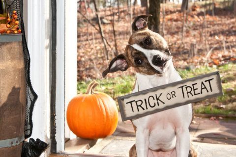 Why Halloween’s not such a treat for your dog