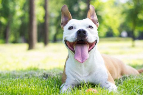 Pit bull ban stands in Prince George’s Co.
