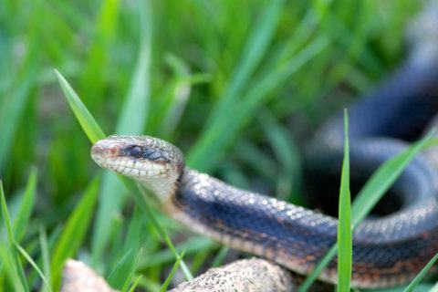 Garden Plot: Keeping snakes and getting rid of mosquitoes