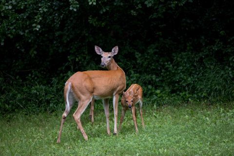 Drone flights will measure Arlington deer population