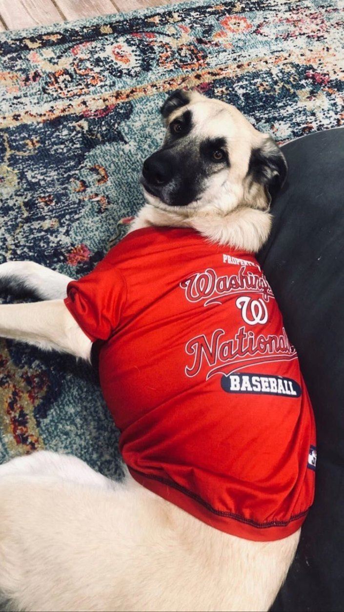 nats, fans, dogs