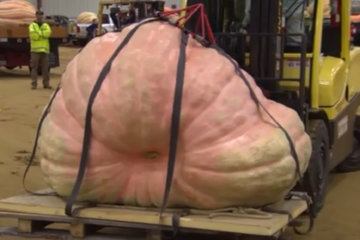 This record-breaking pumpkin is heavier than a small car and big enough to fit inside