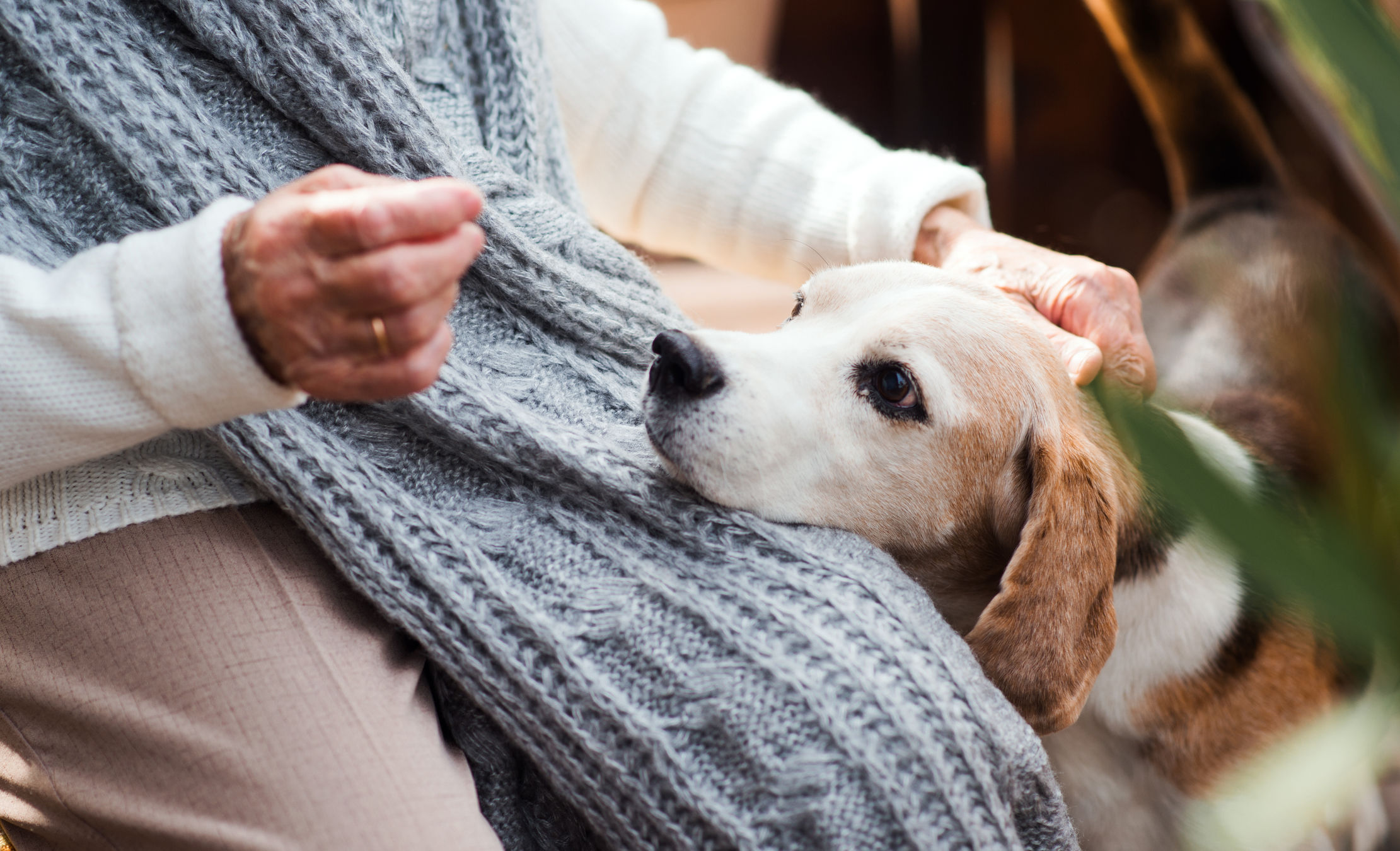 The value of pet ownership for older adults WTOP News