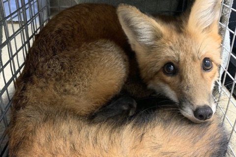 Arlington Animal Control rescues fox ensnared by fish hook