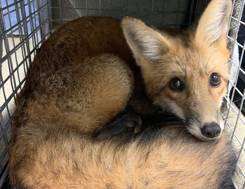 Arlington Animal Control rescues fox ensnared by fish hook | WTOP News