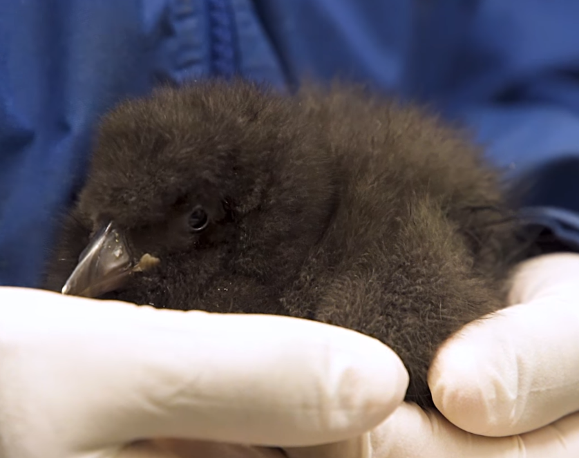 National Aquarium ‘Macaroni’ the puffin WTOP News