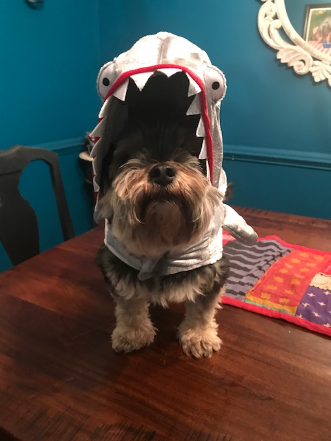 Lou shark