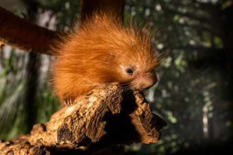 Prehensile-tailed porcupine born at National Zoo in DC