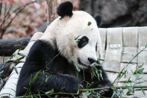 Hasta la vista, Bei Bei: Giant panda heads to China