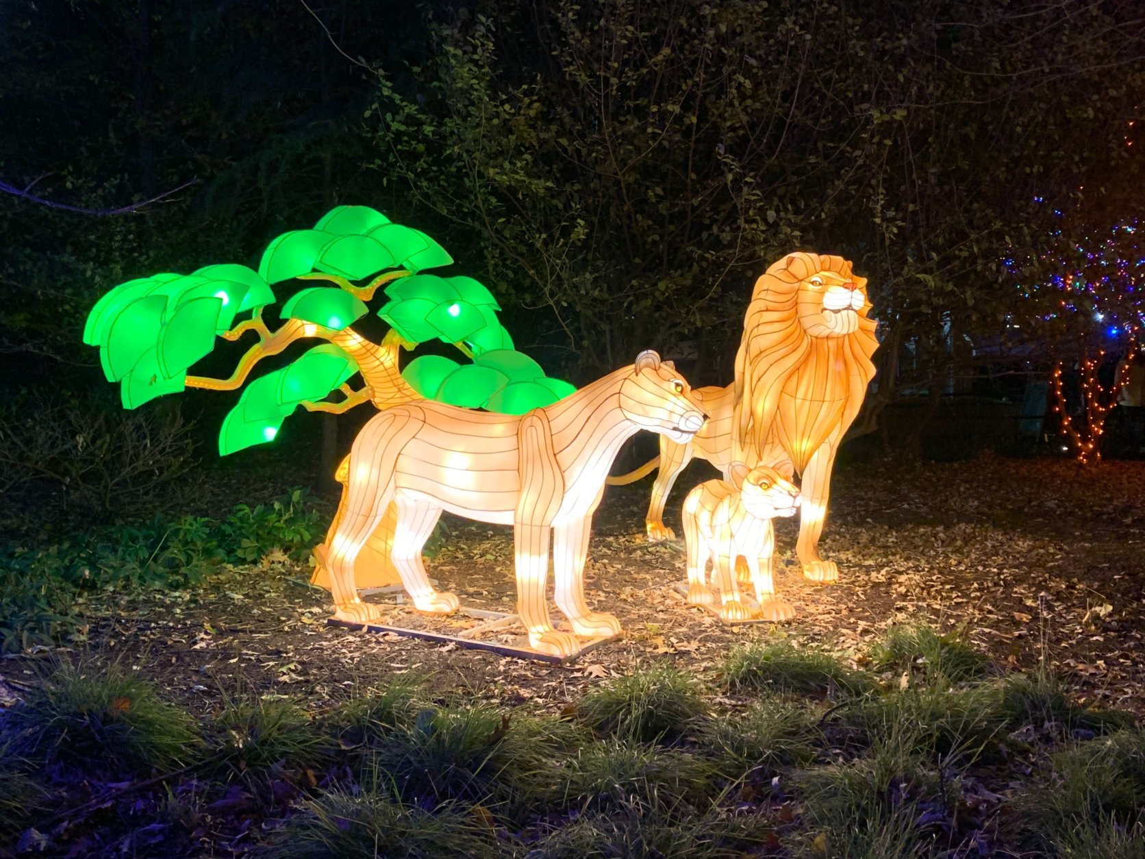 ZooLights returns to the National Zoo from Nov. 29 until Jan. 1.  