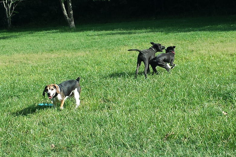 Dog parks What do you want in Fairfax County? WTOP News