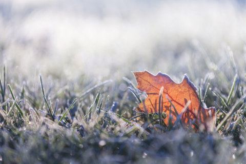 First frost possible during overnight chill in DC area’s northern, western suburbs