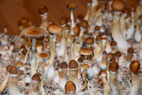 ‘Magic mushroom’ ingredient could be used to treat depression, study says