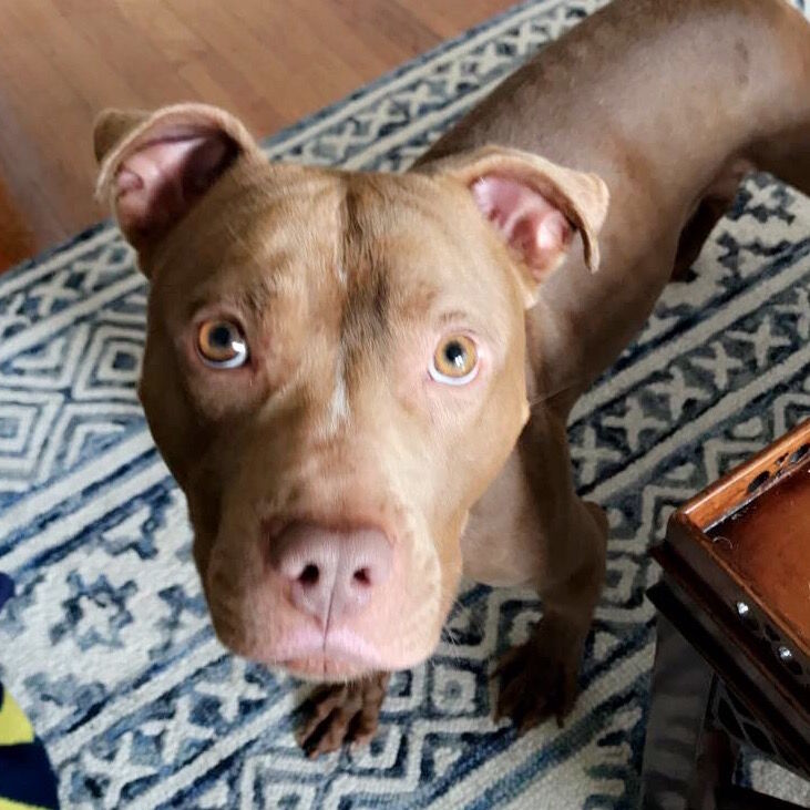<p>Three-year-old <strong>Zulu</strong> is still looking for a home. This fun, active guy loves attention, treats and playing fetch. If you&#8217;re able to help Zulu with his sit-and-stay training and give him the love and attention he deserves, stop by HRA&#8217;s Oglethorpe Street adoption center and meet him.</p>
