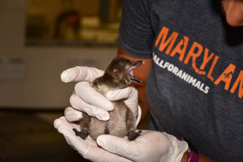 Help choose a spicy name for Maryland Zoo’s 1st penguin chick of the season