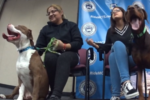 WATCH: Bus driver helps 2 lost dogs get home for Christmas