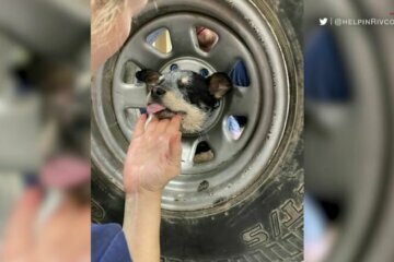 Calif. firefighters rescue puppy stuck in spare tire