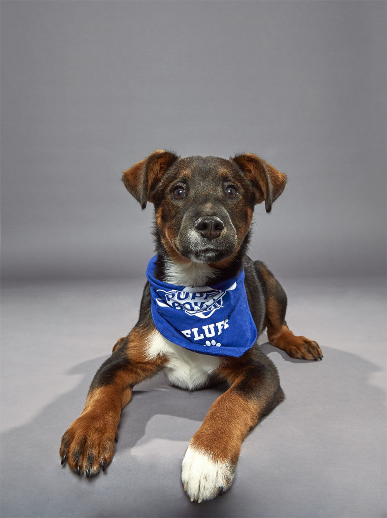 <p><strong>Puppy:</strong> Anise<br />
<strong>Team:</strong> Team Fluff<br />
<strong>Breed:</strong> Australian cattle dog/Labrador retriever<br />
<strong>Age:</strong> 19 weeks<br />
<strong>Shelter:</strong> Last Chance Animal Rescue in Maryland</p>
