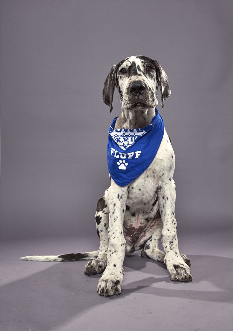 <p><strong>Puppy:</strong> Killian<br />
<strong>Team:</strong> Team Fluff<br />
<strong>Breed:</strong> Great Dane<br />
<strong>Age:</strong> 16 weeks<br />
<strong>Shelter:</strong> Green Dogs Unleashed in Virginia</p>
