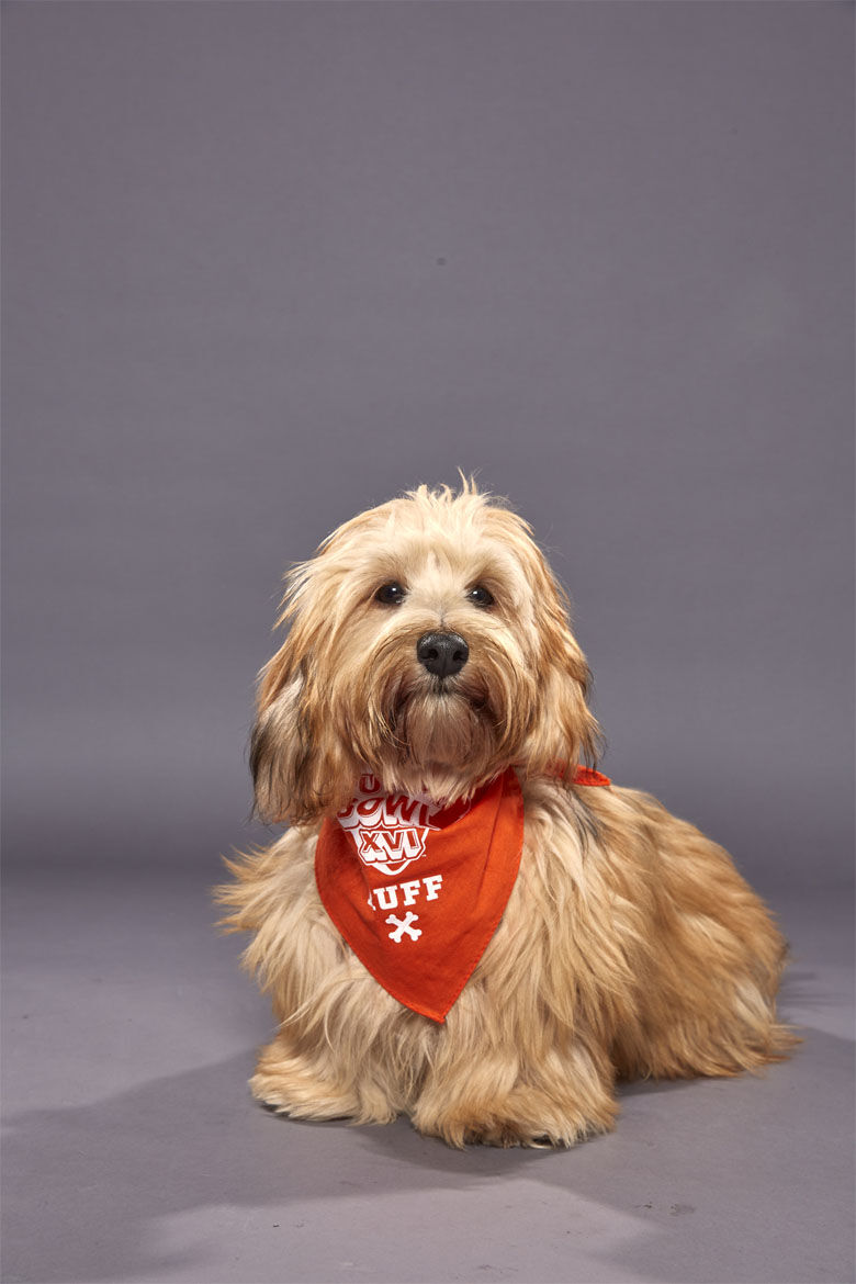 <p><strong>Puppy:</strong> Maverick<br />
<strong>Team:</strong> Team Ruff<br />
<strong>Breed:</strong> Miniature longhair Dachshund/Pekingese<br />
<strong>Age:</strong> 20 weeks<br />
<strong>Shelter:</strong> Virginia Beach SPCA</p>

