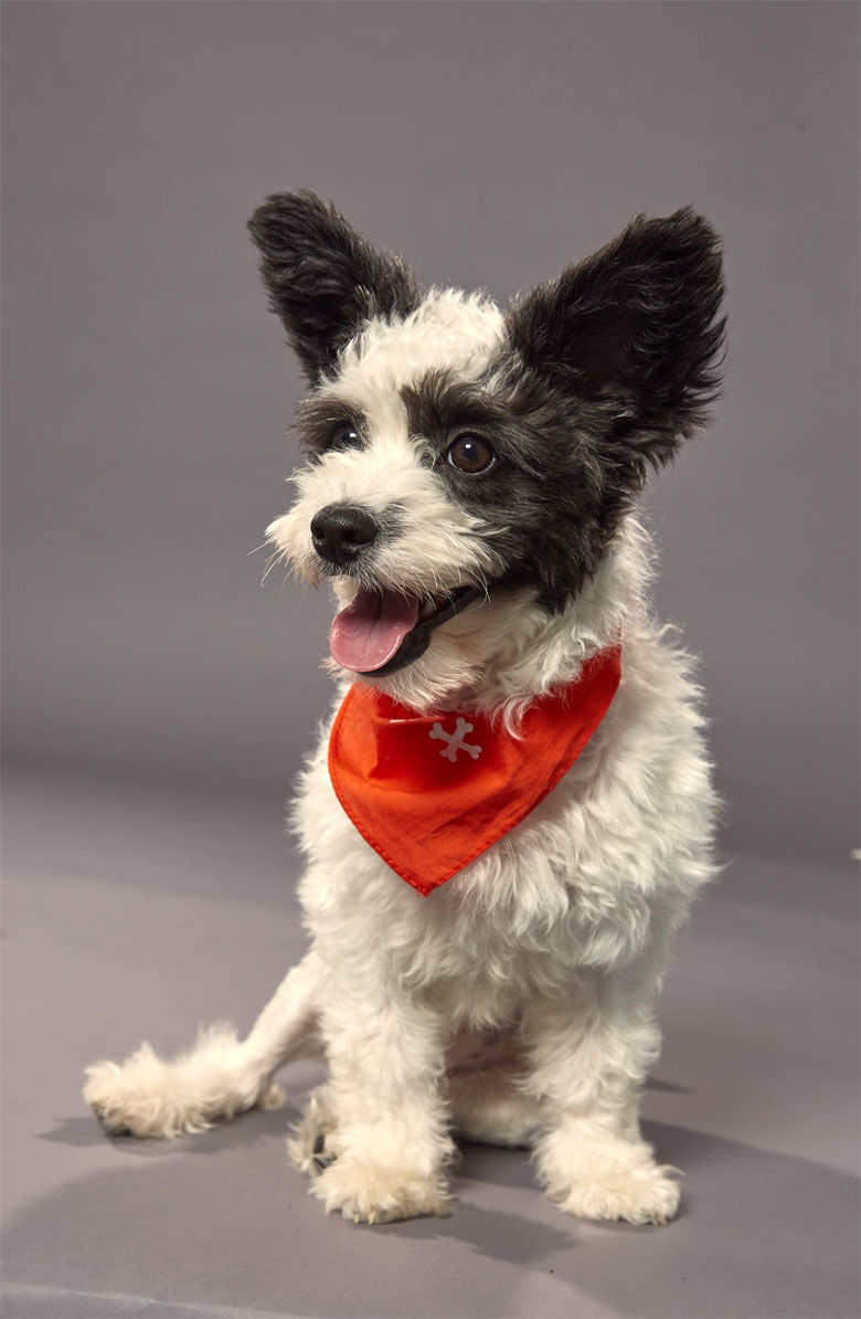 <p><strong>Puppy:</strong> Poppy<br />
<strong>Team:</strong> Team Ruff<br />
<strong>Breed:</strong> Bichon Frise/Papillon<br />
<strong>Age:</strong> 16 weeks<br />
<strong>Shelter:</strong> Last Chance Animal Rescue, Maryland</p>
