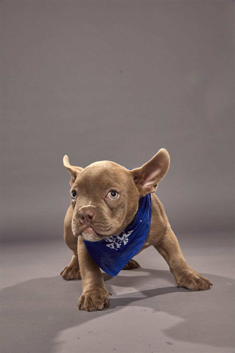 <p><strong>Puppy:</strong> Rooster<br />
<strong>Team:</strong> Team Fluff<br />
<strong>Breed:</strong> Bulldog/American Staffordshire Terrier<br />
<strong>Age:</strong> 14 weeks<br />
<strong>Shelter:</strong> Sanctuary Rescue in Virginia</p>
<p>*Rooster is one of five special-needs pups competing; Rooster has a clef palate.</p>
