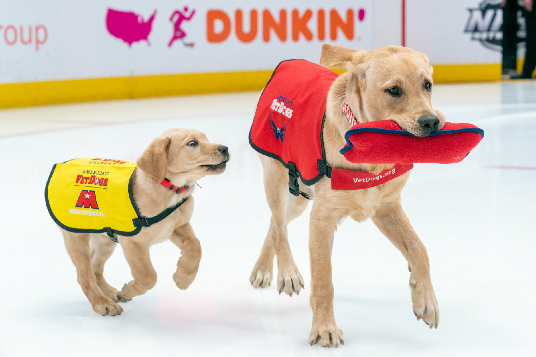 Captain, The Washington Capitals' Puppy, Will Soon Get Chance As A Service  Dog