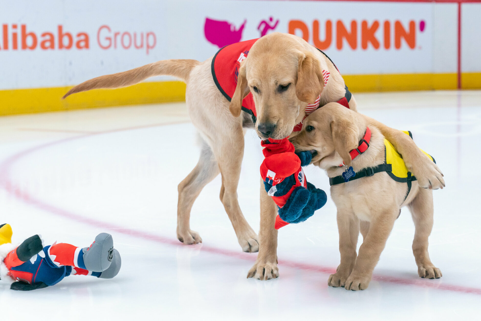 Captain, The Washington Capitals' Puppy, Will Soon Get Chance As A Service  Dog