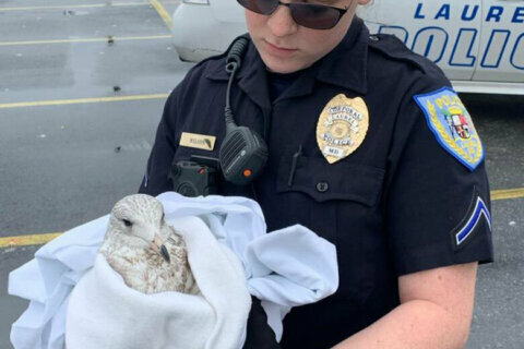 ‘Cruel, dangerous person’ wanted in Maryland seagull killings