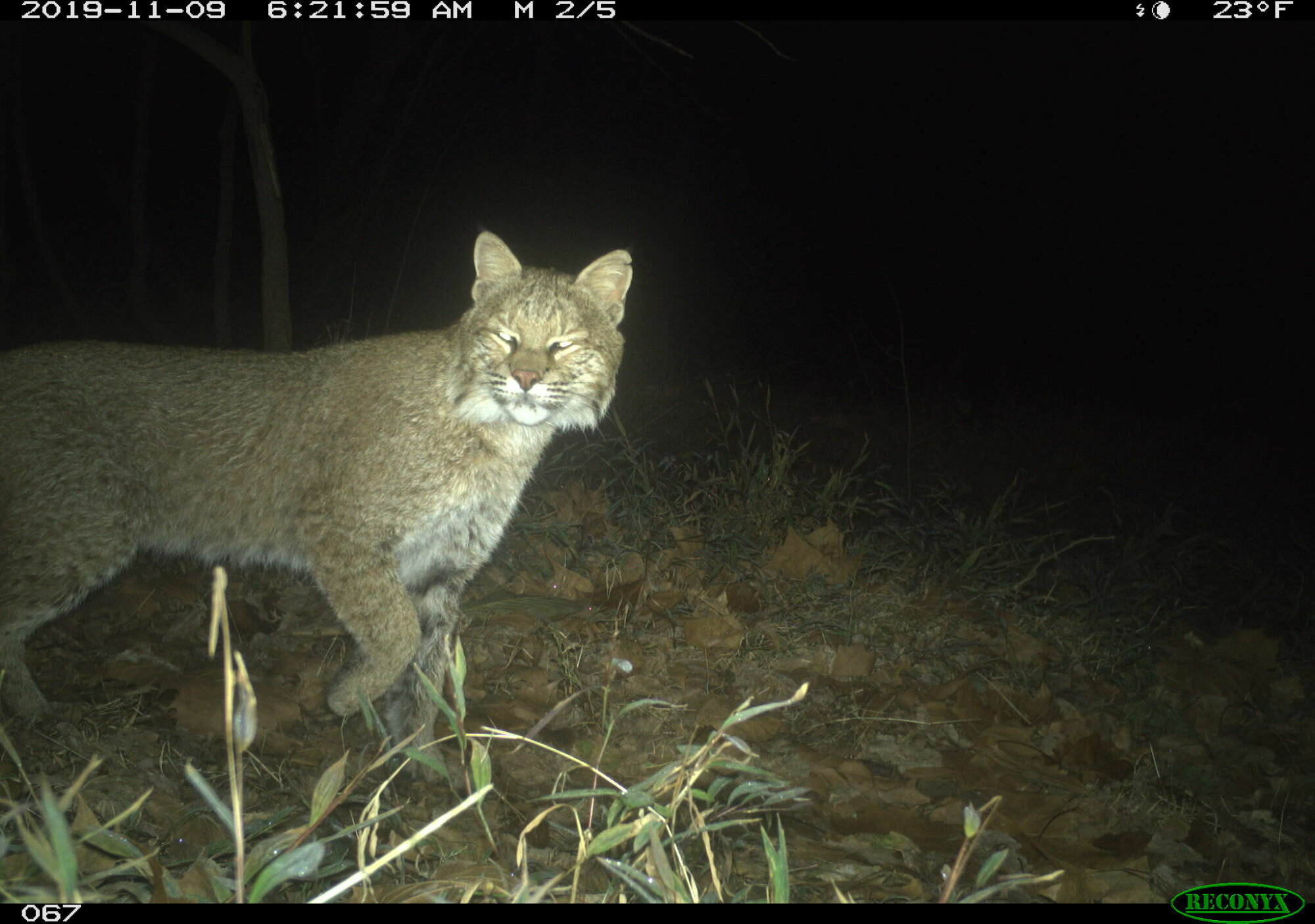 Cat-tivating: Bobcat spotted along C&O Canal in Georgetown - WTOP News