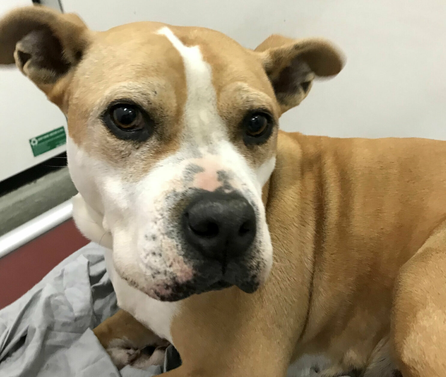 <p><strong>Pet of the Week: Darla</strong></p>
<p>Are you looking for a darling senior pup to add to your family? Look no further than 10-year-old Darla. Darla has quickly become a favorite of HRA’s staff and volunteers and we’d love to help this friendly, social girl find a new home. Darla has lived previously with young children and enjoys playing fetch and getting all the pets she can get. As an added bonus, Darla’s adoption fee is waived for adopters over 50 as part of HRA’s Boomer’s Buddies program. Meet, adopt, and go home with Darla from the Humane Rescue Alliance Oglethorpe Street adoption center.</p>
