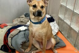 <p><strong>Pet of the Week: Nyla</strong></p>
<p>Nyla came to the Humane Rescue Alliance from our partner shelter in Birmingham, Alabama. While we don’t know much about her background, we do she is extremely affectionate, wiggly, and friendly. We’d love to help Nyla find a loving home here in the D.C. area where she can relax and continue to work on her confidence. Think this sweet southern girl is the one for you? Meet her at HRA’s Oglethorpe Street adoption center.</p>
