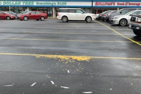 Police search for person who lured, ran over seagulls in Laurel