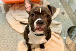 <p>Boosie is a fun, easygoing pup who&#8217;s ready to play, play and play some more! He&#8217;s only eight months old, and needs an active family he can call his own. He&#8217;s happy to be the center of attention and will happily take all the pets, scratches and treats you&#8217;re willing to give. If you think he&#8217;s the sweet pup for you, come visit him at HRA&#8217;s adoption center on Oglethorpe Street.</p>
