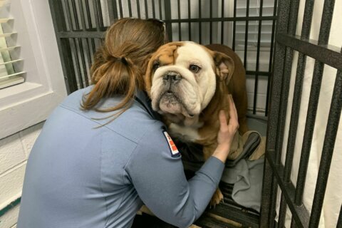 Bulldog stolen from DC home reunited with owner