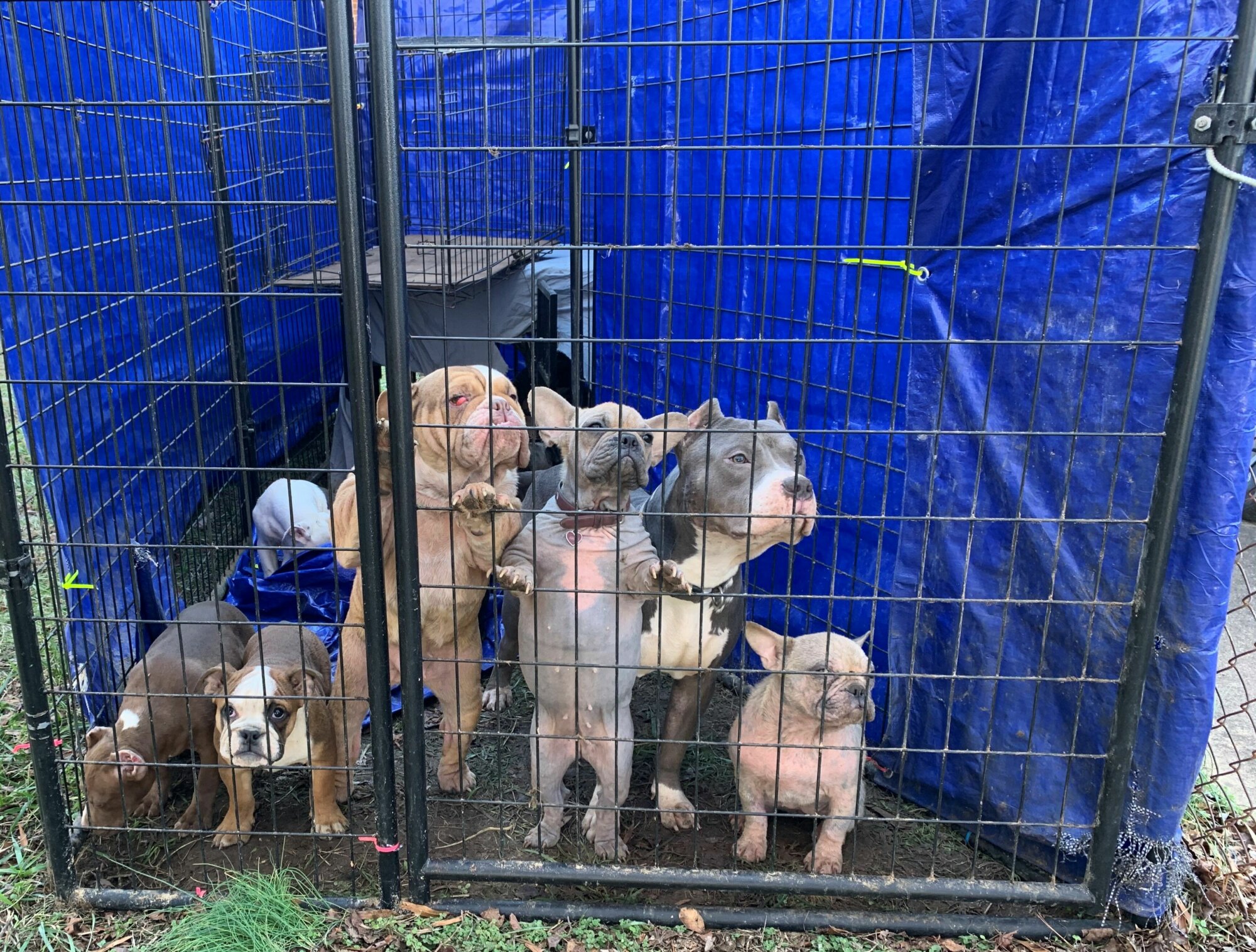 11 dogs found cramped in small cage in Southeast DC WTOP News