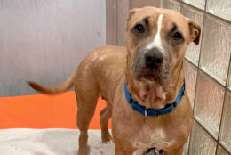 <p><strong>Pet of the Week: Jasmine</strong></p>
<p>Jasmine has been getting lots of love, treats and attention from the staff at Humane Rescue Alliance and is starting to come out of her shell. She would be best matched with a patient family, who can go slow and help her build up her confidence. She&#8217;s a quick learner, and once she gets comfortable, she&#8217;s sure to be a sweet princess with her favorite people!</p>
