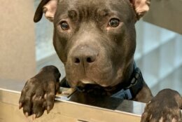 <p><strong>Pet of the Week: Zoe</strong></p>
<p>Zoe is a fun, energetic girl who is the life of the party. She&#8217;s just a year old and looking to find a loving new home to call her own. She came to the Humane Rescue Alliance when her original owner could not care for her. She&#8217;s bouncy, wiggly and social, and needs a new owner who will continue to work with her on her basic manners. When she&#8217;s not playing, all she wants is to lay her head in your lap and get pets and belly rubs from all her favorite people. If you think this sweet girl is the one for you, come meet her at HRA&#8217;s Oglethorpe Street adoption center.</p>
<p>&nbsp;</p>
<p><em>The <a href="http://www.humanerescuealliance.org/adopt" target="_blank" rel="noopener noreferrer">Humane Rescue Alliance</a> (formerly the Washington Humane Society-Washington Animal Rescue League) has protected and served the community for more than 145 years and serves more than 60,000 animals annually. The broad range of programs offered include: rescue and adoption, humane law enforcement, low-cost veterinary services, animal care and control, behavior and training, spay-neuter services, humane education, and many others.</em></p>
<p><em>The organization is dedicated to ensuring the safety and welfare of all animals, bringing people and animals together, and working with all communities to support these relationships. HRA is based in D.C., the only major urban area in the country that has all of its animal protection programs and services unified in one organization, making the Humane Rescue Alliance a model for the nation.</em></p>
