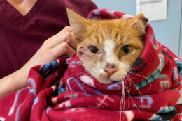 The Animal Welfare League of Arlington raised more than $65,000 to save an orange tabby cat who was discovered shot in the head with an arrow on Valentine's Day.