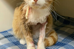 Cupid emerged from the surgery doing well, but he's still battling a bad infection from the arrow wound.