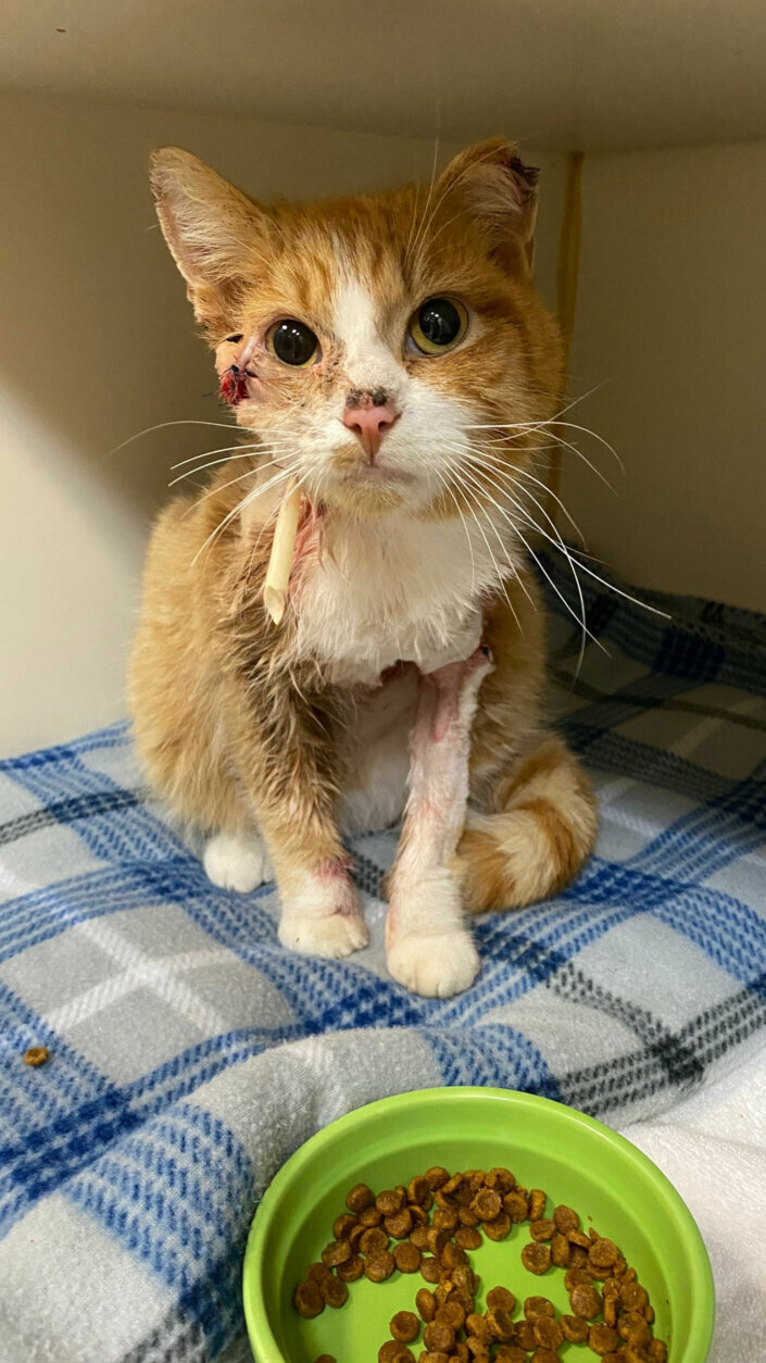Cupid emerged from the surgery doing well, but he's still battling a bad infection from the arrow wound.